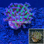 LiveAquaria® CCGC Aquacultured Bicolor Hammer Coral