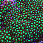 Colony Polyp, Neon Green