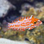 Choati Red Leopard Wrasse