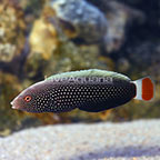 Redtail Hawaii Wrasse