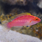 Rose-Band Fairy Wrasse