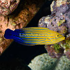 Blue Striped Tamarin Wrasse