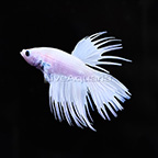 Platinum Crowntail Betta | Freshwater Fish, New Freshwater Fish 