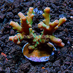 Micronesian Assorted Welcome SPS Coral Frag 5 Pack, Aquacultured ORA® Micronesian Assorted Welcome SPS Coral Frag 5 Pack, Aquacultured ORA®