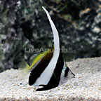 Schooling Bannerfish