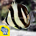 Banded Butterflyfish