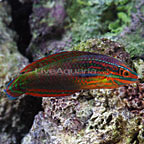 Red-Lined Wrasse