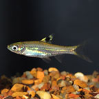 Emerald Eye Rasbora