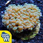 Bubble Coral, Pearl 