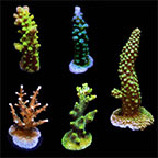 ORA® Aquacultured Assorted Acropora Frag 5 Pack