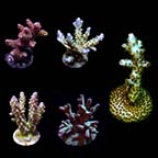 Assorted Premium Acropora Frag 5 Pack, Aquacultured ORA® Assorted Premium Acropora Frag 5 Pack, Aquacultured ORA®