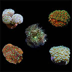  Aquacultured Assorted LPS Frag 5 Pack