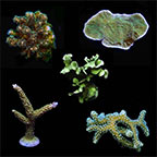 ORA® Aquacultured Assorted Beginner Hardy Frag 5 Pack