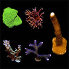  Aquacultured Assorted SPS Frag 5 Pack