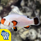 ORA® Captive-Bred Wyoming White Clownfish