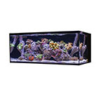 Cobalt Aquatics 40G C-Vue Aquarium