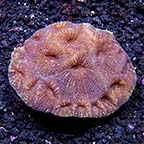 Acan Brain Coral