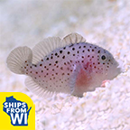 Spotted Coral Croucher Goby