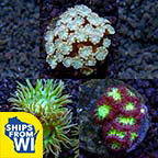 Premium Aquacultured LPS Frag Packs