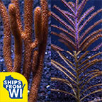 Assorted Maricultured Sea Fan 3 Pack