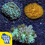 Assorted Aussie LPS Coral 3 Pack