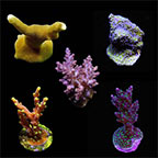 ORA® Aquacultured Assorted Micronesian Summer SPS Coral Frag 5 Pack ORA® Aquacultured Assorted Micronesian Summer SPS Coral Frag 5 Pack