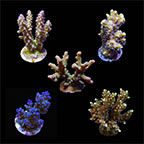 ORA® Aquacultured Assorted Micronesian Welcome SPS Coral Frag 5 Pack