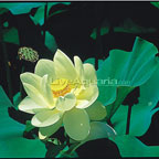 Yellow Bird Lotus