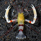 Banded Coral Shrimp, Gold