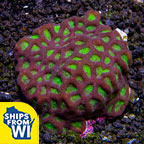 Favites Brain Coral, Green with Red Rim