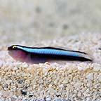 Sharknose Goby - Captive-Bred