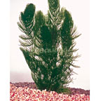 th 11285 hornwort 15498