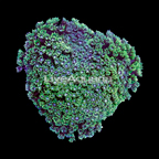 Flower Pot Coral 