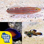 Biota Premium Marine Fish Pack (Captive-Bred)