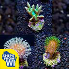 Biota Aquacultured Premium Soft Coral 3 Pack