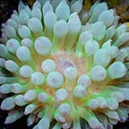 Watermelon Bubble Tip Anemone