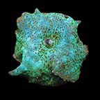  Aquacultured Emerald Green Mushroom Coral	