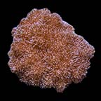 ORA® Aquacultured Asterospicularia Coral