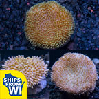 Premium Maricultured Toadstool Coral 3 Pack