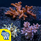 Premium Maricultured Tree Coral 3 Pack