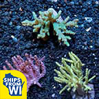 Premium Maricultured Thin Finger Coral 3 Pack
