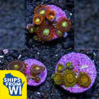 Premium Aquacultured Zoanthid Polyp Packs
