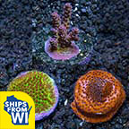 Premium Aquacultured SPS Coral Packs