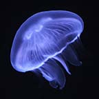 Jellyfish 3 Pack Small