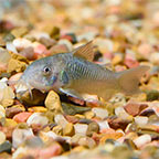 Green Aeneus Cory Catfish Group