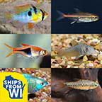LiveAquaria® Premium Plant Safe Peaceful Freshwater Fish Packs LiveAquaria® Premium Plant Safe Peaceful Freshwater Fish Packs