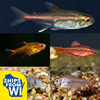 LiveAquaria® Premium Tetra Buddy Freshwater Packs LiveAquaria® Premium Tetra Buddy Freshwater Packs