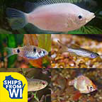 LiveAquaria® Premium Gourami Buddy Freshwater Packs LiveAquaria® Premium Gourami Buddy Freshwater Packs