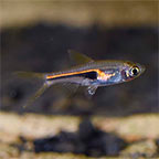 Lambchop Rasbora