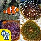 Premium Bubble Tip Anemone Pack w/ FREE Clownfish Premium Bubble Tip Anemone Pack w/ FREE Clownfish